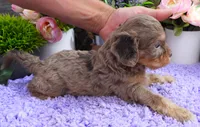 #5 Male (Dawn's), a male Cavapoo for sale in Paris, KY – 3 of 9