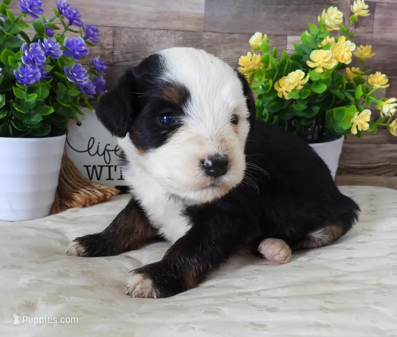 #1 Female (Splash's) – Miniature Bernedoodle puppy for sale in Paris, KY