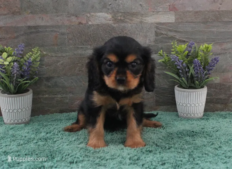 Beautys #2 Male – Cavalier King Charles Spaniel puppy for sale in Paris, KY