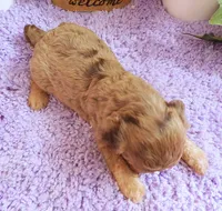 #5 Male (Dawn's), a male Cavapoo for sale in Paris, KY – 7 of 9