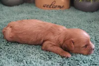 #3 Male (Ginger's), a male Cavapoo for sale in Paris, KY – 4 of 4