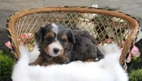 #4 Male (Autumn's), a male Cavapoo for sale in Paris, KY – 5 of 7