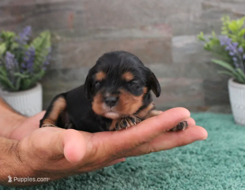 #5 Male (Ruby) – Cavalier King Charles Spaniel puppy for sale in Paris, KY