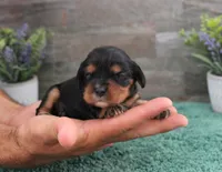 #5 Male (Ruby), a male Cavalier King Charles Spaniel for sale in Paris, KY – 8 of 9