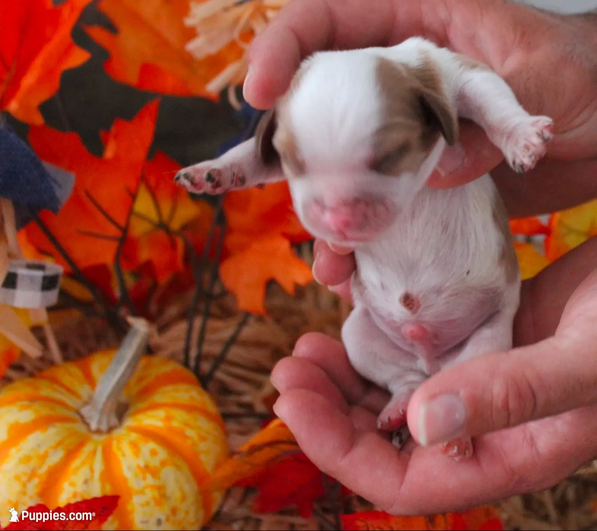 #1Male Amber, a male Cavalier King Charles Spaniel for sale in Paris, KY – 2 of 2