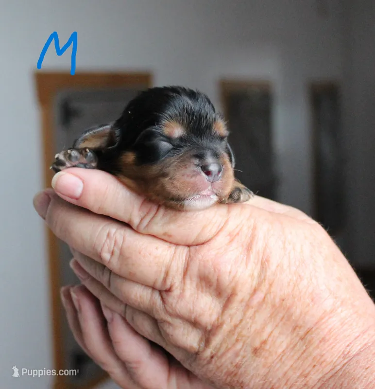 #5 Male (Ruby) – Cavalier King Charles Spaniel puppy for sale in Paris, KY