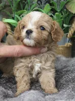 #4 Male (Ginger's), a male Cavapoo for sale in Paris, KY – 7 of 10