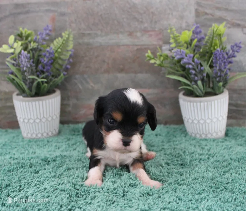 #3 Male (Ruby) – Cavalier King Charles Spaniel puppy for sale in Paris, KY