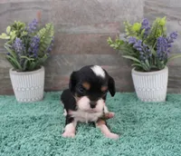 #3 Male (Ruby), a male Cavalier King Charles Spaniel for sale in Paris, KY – 9 of 10