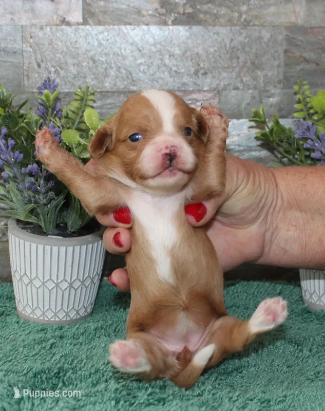 Patsys #3 Female – Cavapoo puppy for sale in Paris, KY
