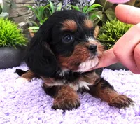 #2 Female (Roxy's), a female Cavapoo for sale in Paris, KY – 2 of 9