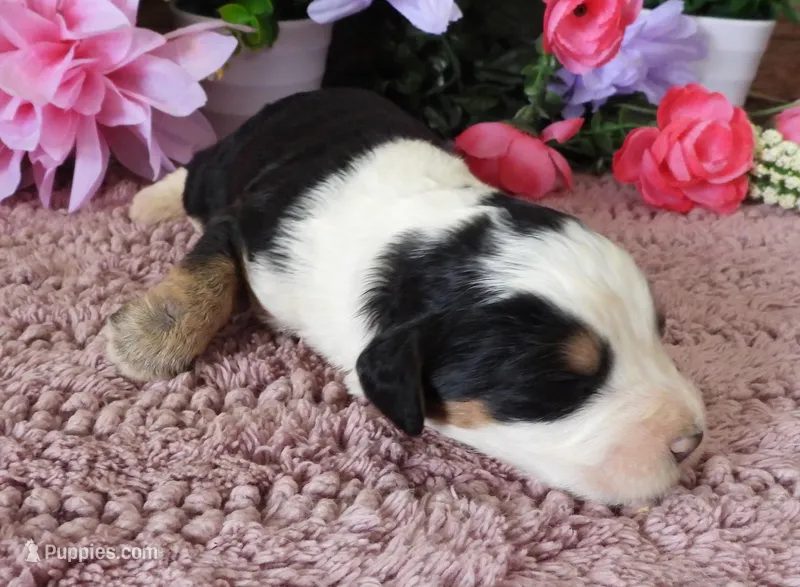 #7 Male (Splash's) – Miniature Bernedoodle puppy for sale in Paris, KY