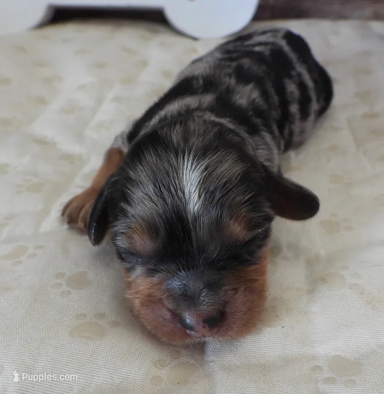 #1 Male (Barbie's) – Cavapoo puppy for sale in Paris, KY