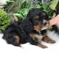 #2 Female (Roxy's), a female Cavapoo for sale in Paris, KY – 6 of 9