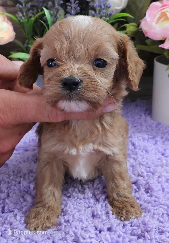 #2 Female (Kate's) – Cavapoo puppy for sale in Paris, KY