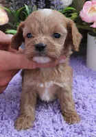 #2 Female (Kate's), a female Cavapoo for sale in Paris, KY – 1 of 2