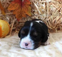 #1 Male (Tippie's), a male Cavalier King Charles Spaniel for sale in Paris, KY – 1 of 2