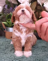 #2 Male (Ginger's), a male Cavapoo for sale in Paris, KY – 4 of 9