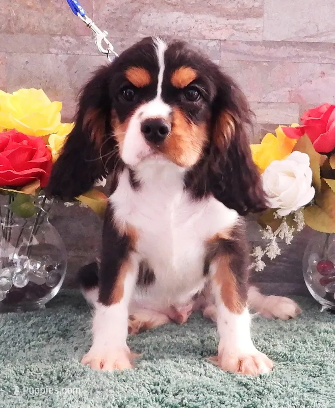 #3 Male (Patsy's) – Cavalier King Charles Spaniel puppy for sale in Paris, KY