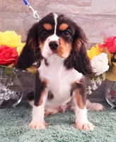 #3 Male (Patsy's), a male Cavalier King Charles Spaniel for sale in Paris, KY – Photo 1 of 4