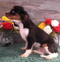 #3 Male (Patsy's), a male Cavalier King Charles Spaniel for sale in Paris, KY – Photo 3 of 4