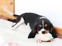 #3 Male (Patsy's), a male Cavalier King Charles Spaniel for sale in Paris, KY – Photo 4 of 4