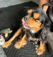 Percy, a female Cavalier King Charles Spaniel for sale in Paris, KY – 6 of 7