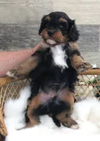 #6 Male (Autumn's), a male Cavapoo for sale in Paris, KY – 3 of 7