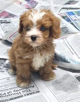 #5 Male (Autumn's), a male Cavapoo for sale in Paris, KY – 1 of 8