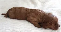 #2 Male (Suzy's), a female Cavapoo for sale in Paris, KY – 2 of 3