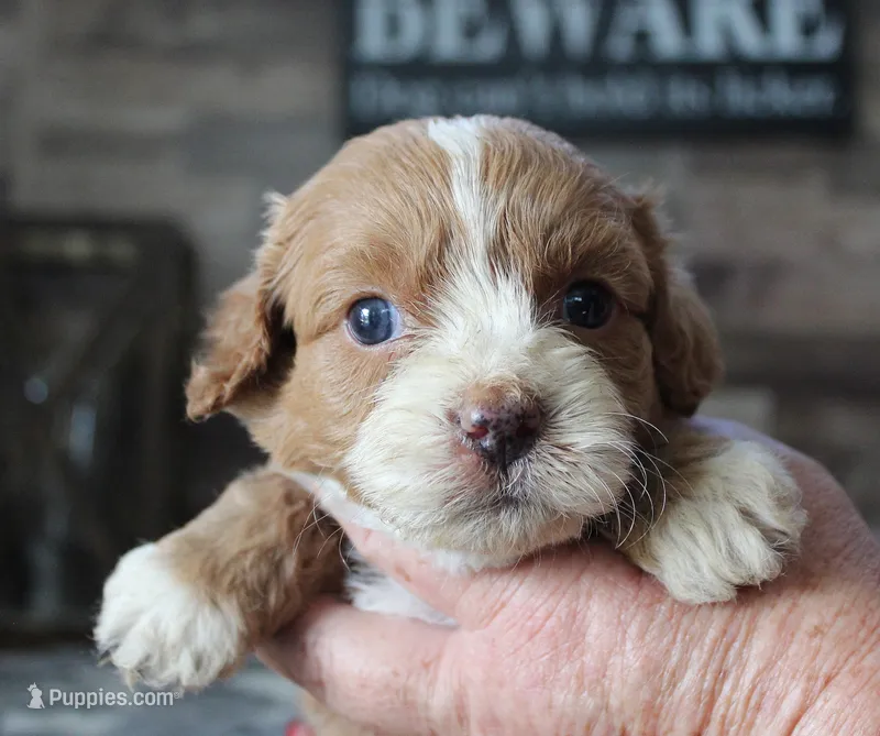 #3 Female (Tara's) – Cavapoo puppy for sale in Paris, KY