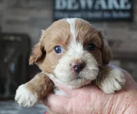 #3 Female (Tara's), a female Cavapoo for sale in Paris, KY – 6 of 8