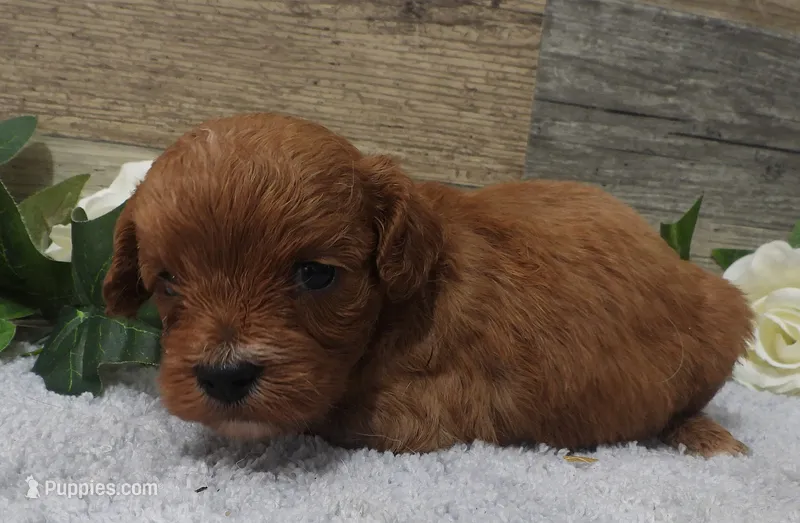 #2 Female (Piper's) – Cavapoo puppy for sale in Paris, KY