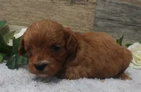 #2 Female (Piper's), a female Cavapoo for sale in Paris, KY – 1 of 2