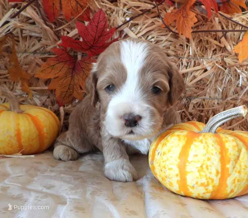 #5 Male (Leslie's) – Cockapoo puppy for sale in Paris, KY
