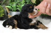 #1 Female (Suzy's), a female Cavapoo for sale in Paris, KY – 6 of 8