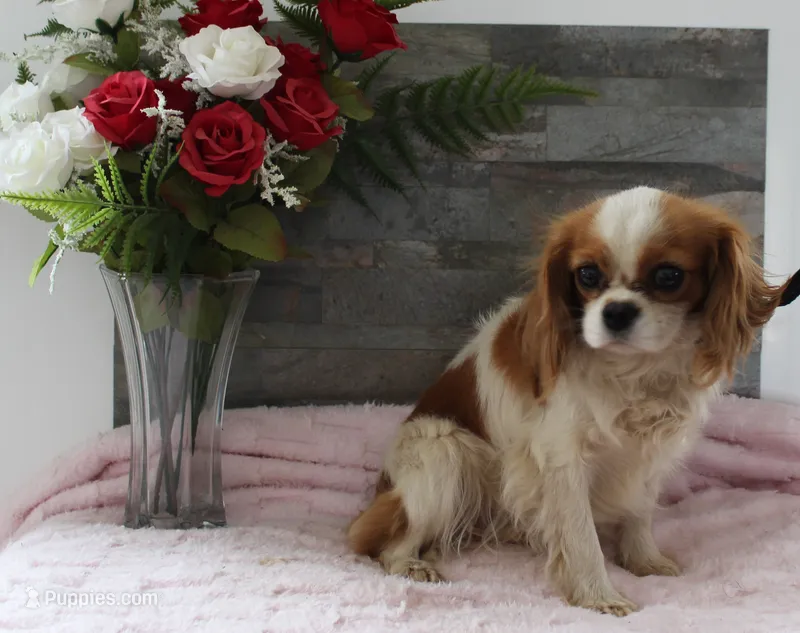 Marla Female – Cavalier King Charles Spaniel puppy for sale in Paris, KY