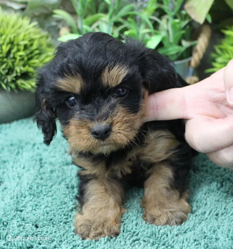#1 Female (Marley's) – Cavapoo puppy for sale in Paris, KY