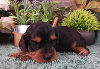 #1 Female (Marley's), a female Cavapoo for sale in Paris, KY – Photo 2 of 2