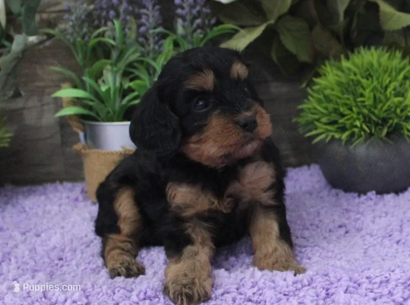 #1 Female (Marley's) – Cavapoo puppy for sale in Paris, KY