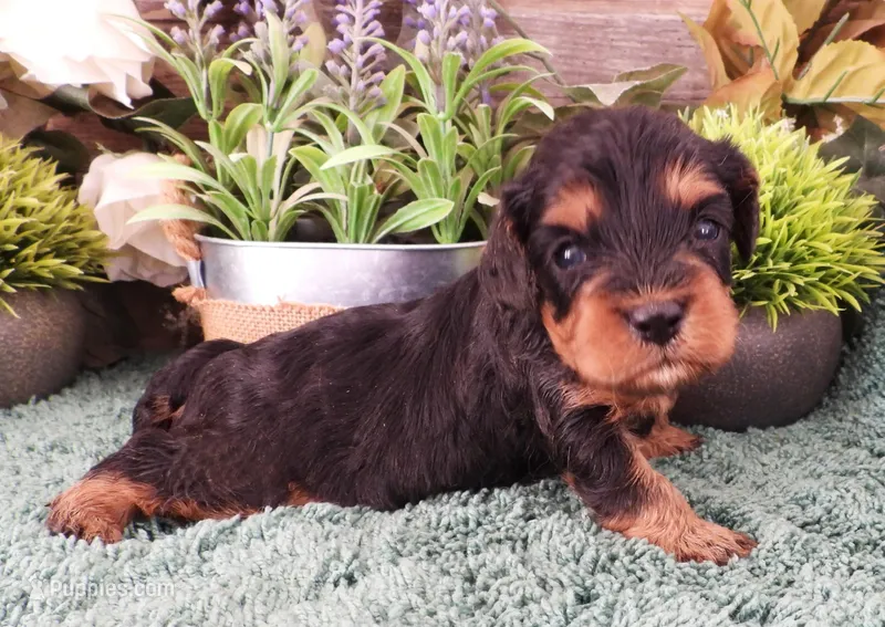 #1 Female (Marley's) – Cavapoo puppy for sale in Paris, KY