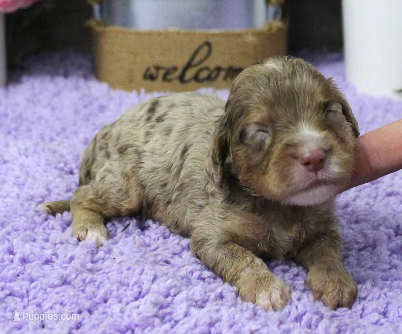 #1 Female (Dawn's) – Cavapoo puppy for sale in Paris, KY