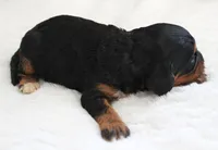 #2 Female (Roxy's), a female Cavapoo for sale in Paris, KY – 3 of 3