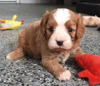 #1 Male (Linda's), a male Cavapoo for sale in Paris, KY – 5 of 9