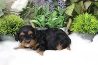 #3 Female (Suzy's), a female Cavapoo for sale in Paris, KY – 6 of 9