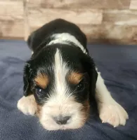 #1 Male (Lori's), a male Cavalier King Charles Spaniel for sale in Paris, KY – 2 of 4