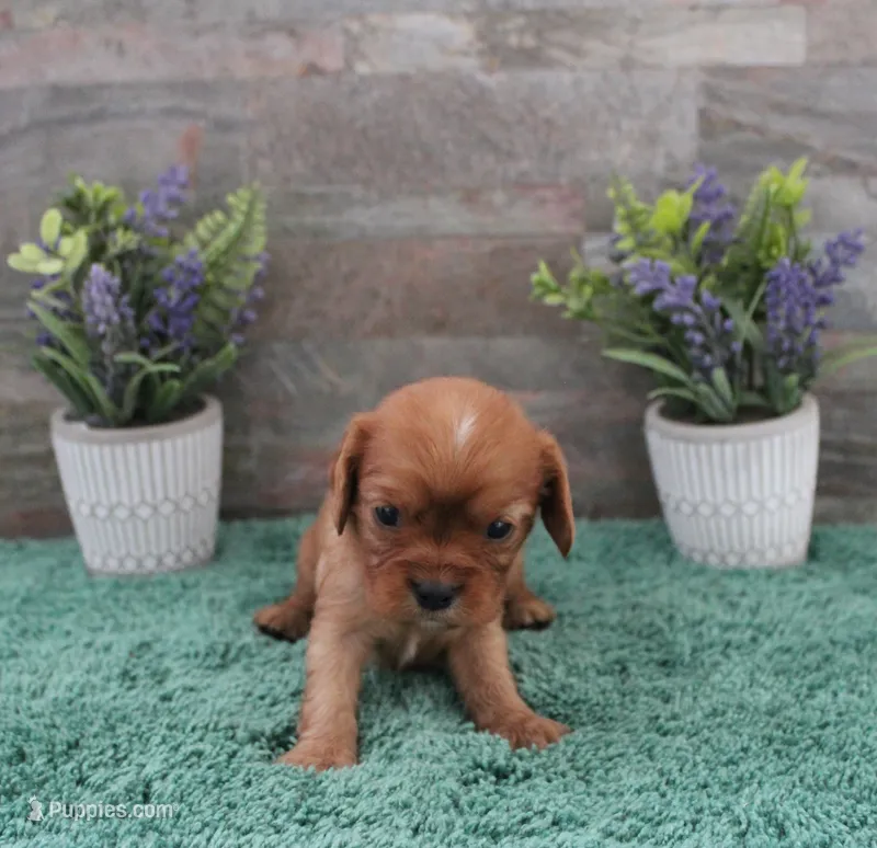 #6 Male (Ruby) – Cavalier King Charles Spaniel puppy for sale in Paris, KY