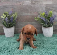 #6 Male (Ruby), a male Cavalier King Charles Spaniel for sale in Paris, KY – 8 of 10