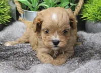 #3 Male (Ginger's), a male Cavapoo for sale in Paris, KY – 5 of 9
