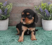 #5 Male (Ruby), a male Cavalier King Charles Spaniel for sale in Paris, KY – 5 of 9